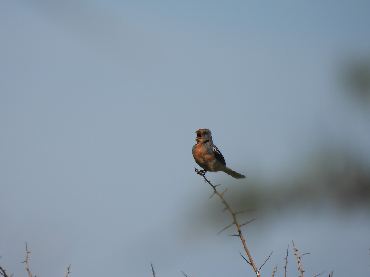 White-tipped Plantcutter - ML644581223