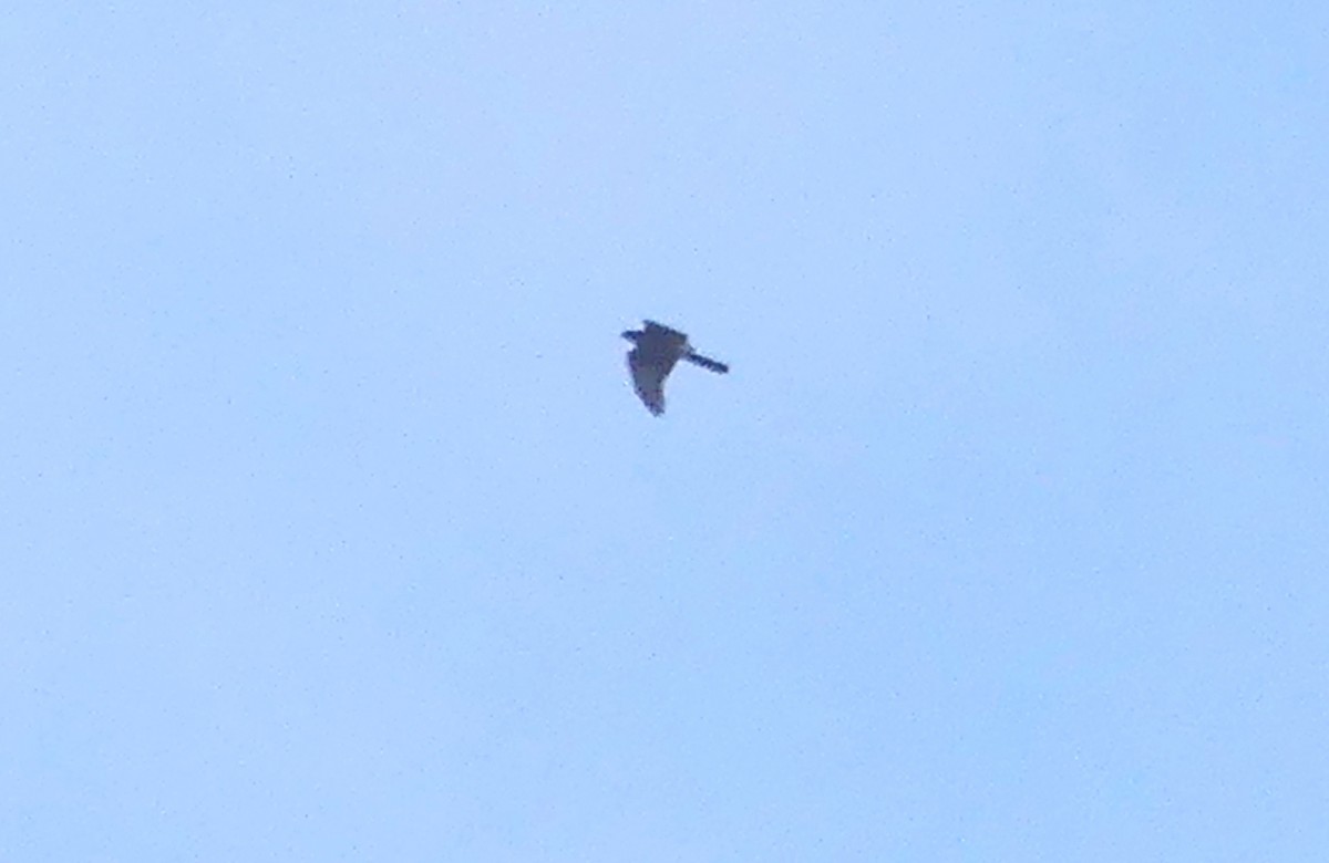 Яструб великий - ML644581226