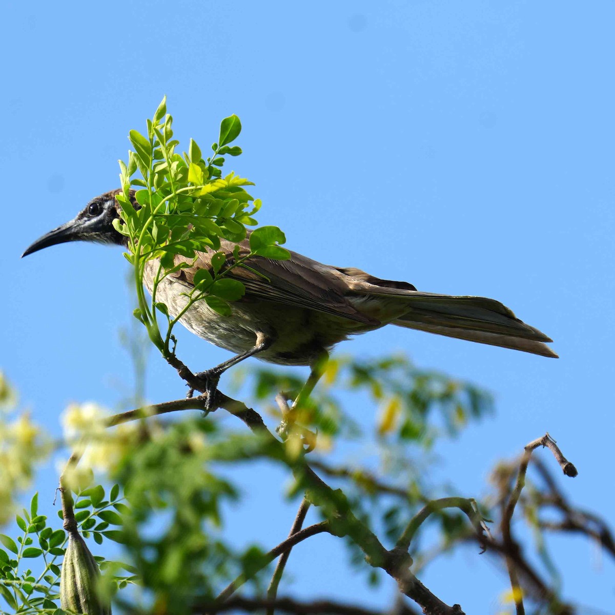 Helmlederkopf - ML644581228