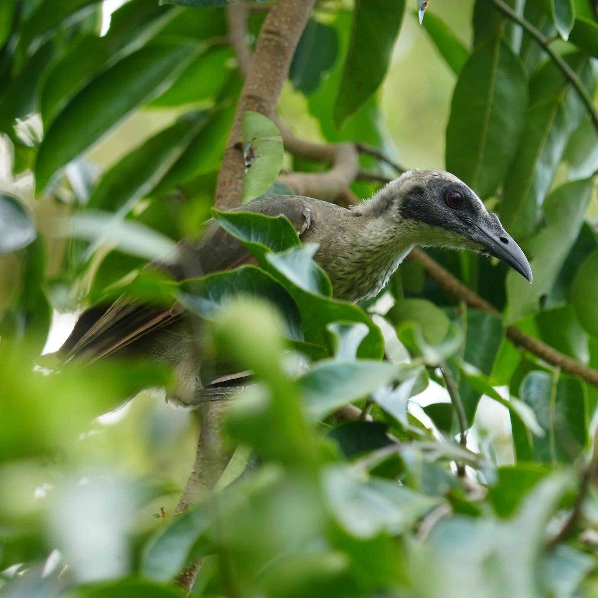 Helmlederkopf - ML644581230