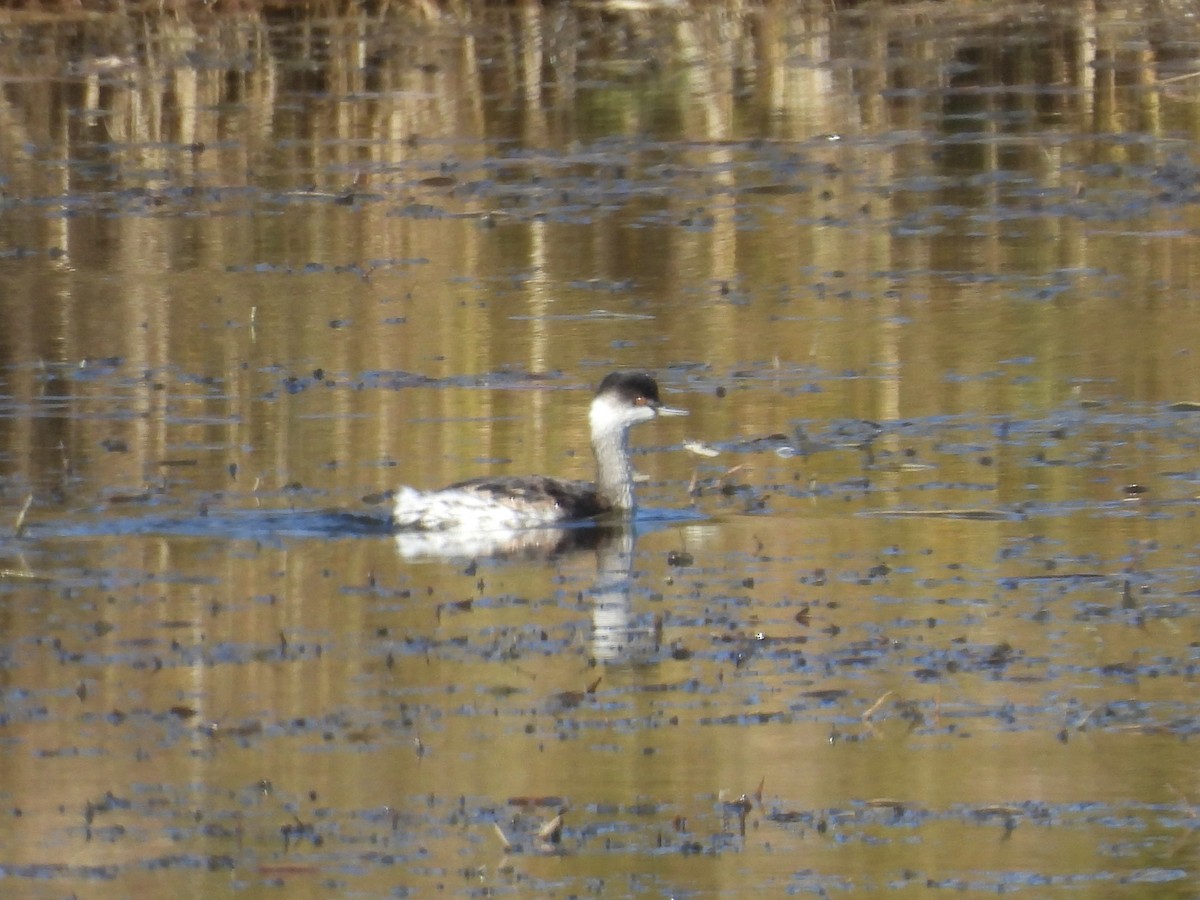 Eared Grebe - ML644581234