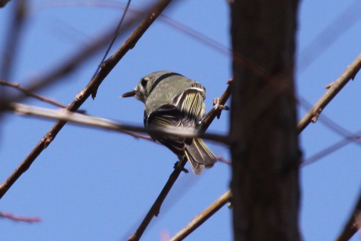 Ruby-crowned Kinglet - ML644581240