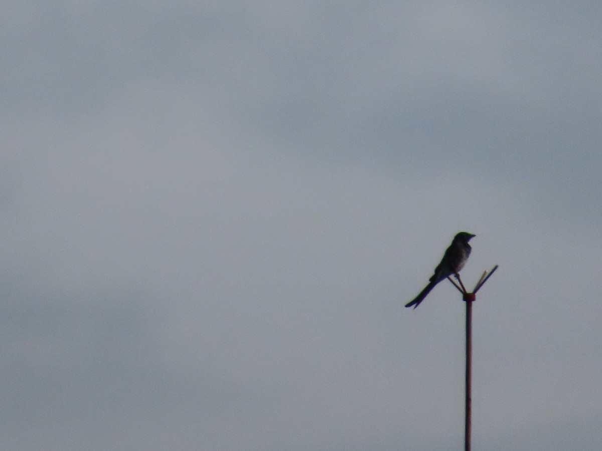 Black Drongo - ML644581243