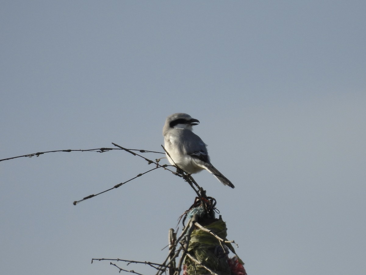 Chinese Gray Shrike - ML644581244