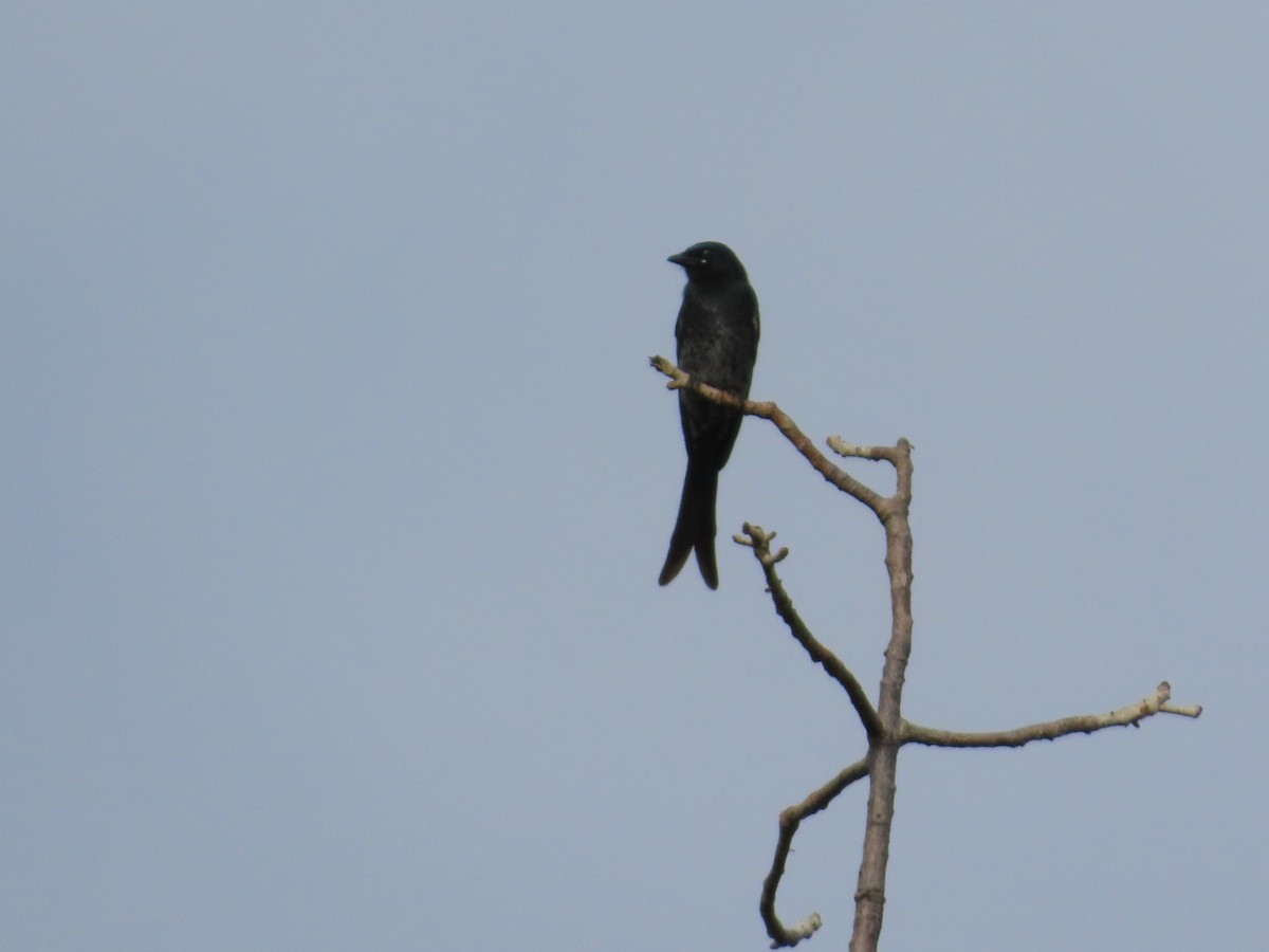 Black Drongo - ML644581247