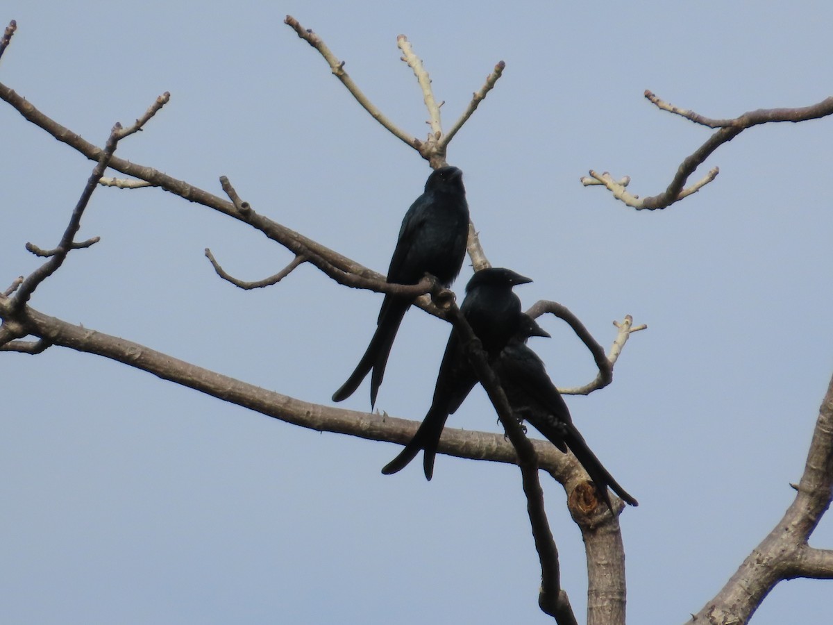 Black Drongo - ML644581249