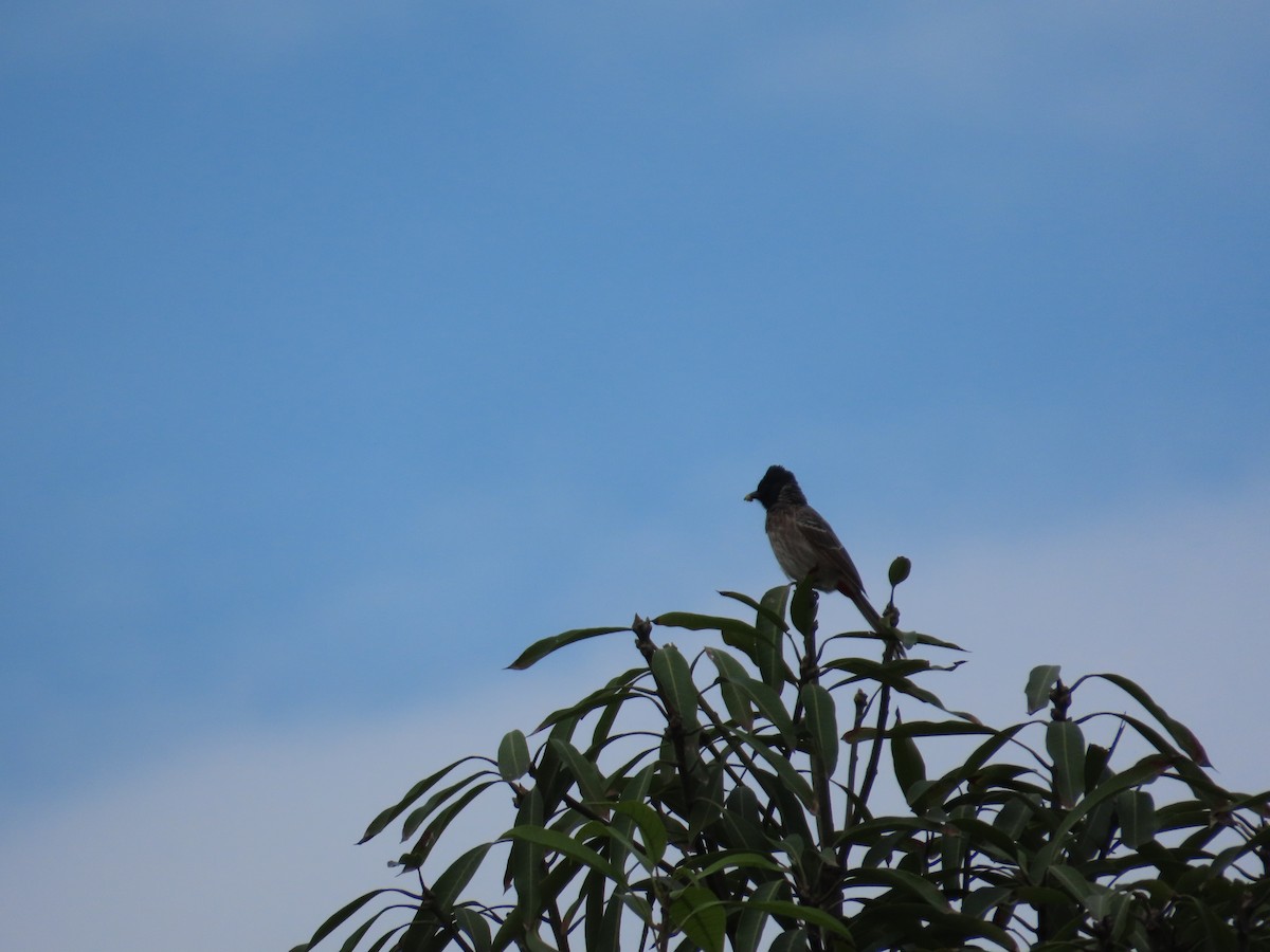 Red-vented Bulbul - ML644581256