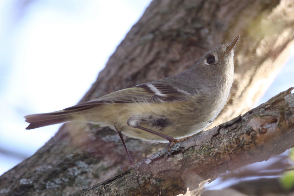 Ruby-crowned Kinglet - ML644581262