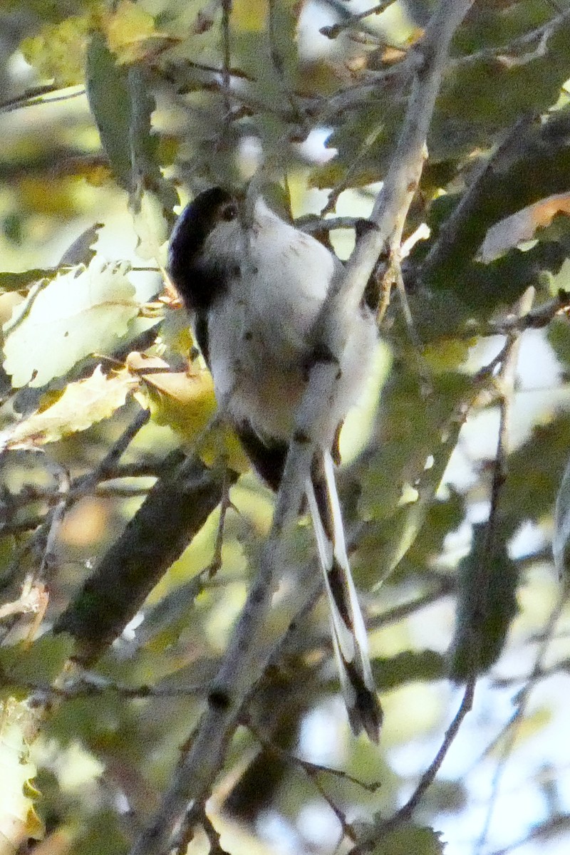 Orite à longue queue - ML644581278