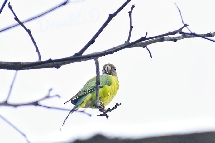 Папужець фіолетовоголовий - ML644581292