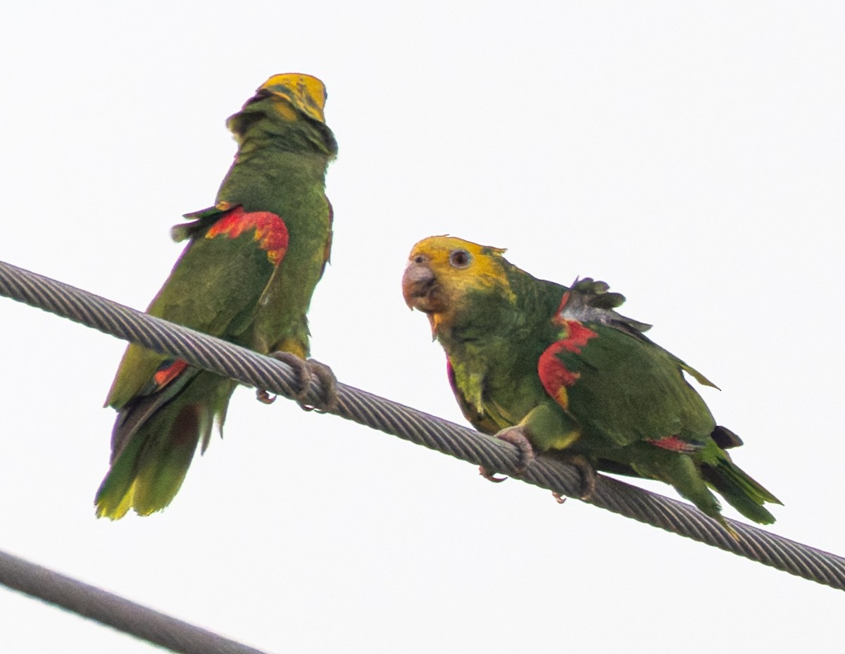 キガシラボウシインコ - ML644581294