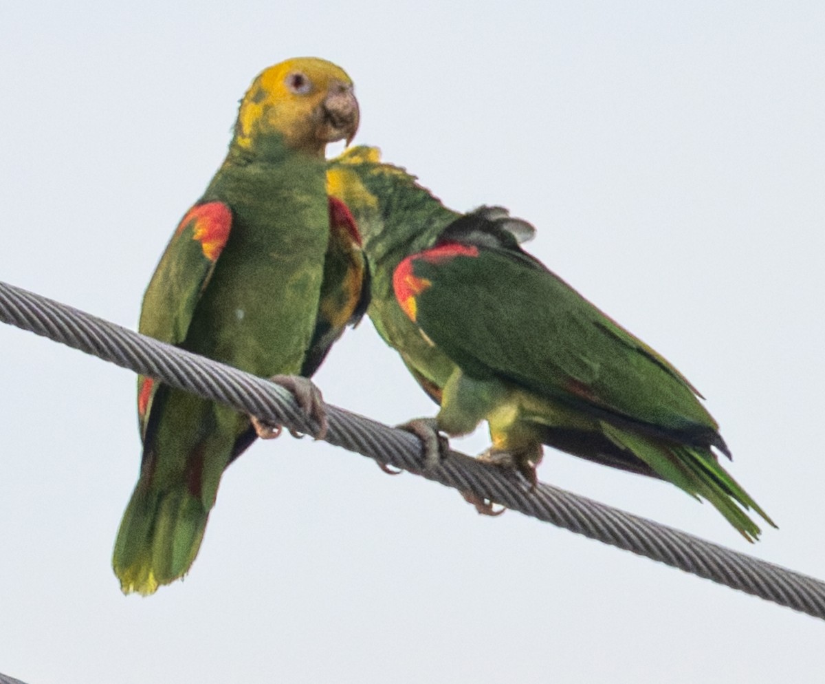 キガシラボウシインコ - ML644581295