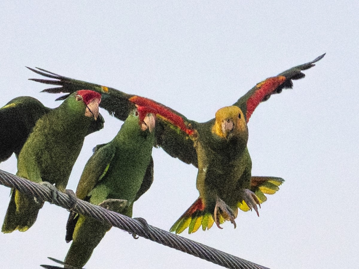 キガシラボウシインコ - ML644581296