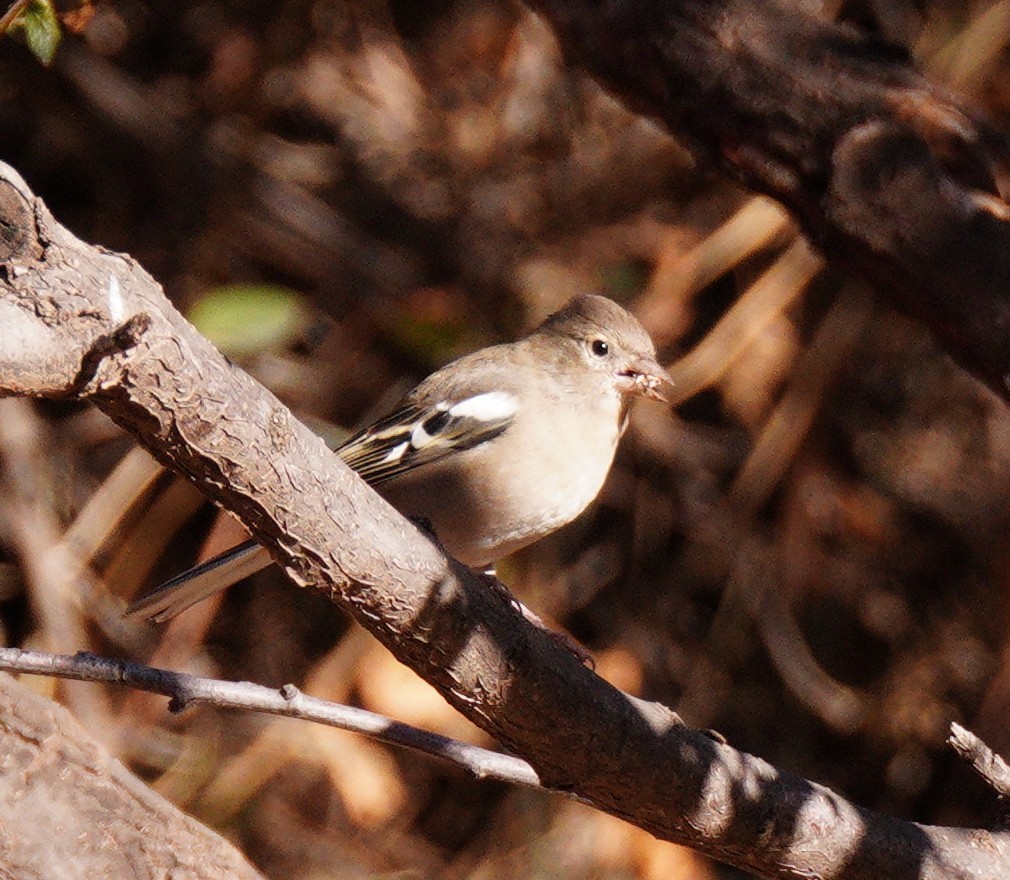 African Chaffinch - ML644581304