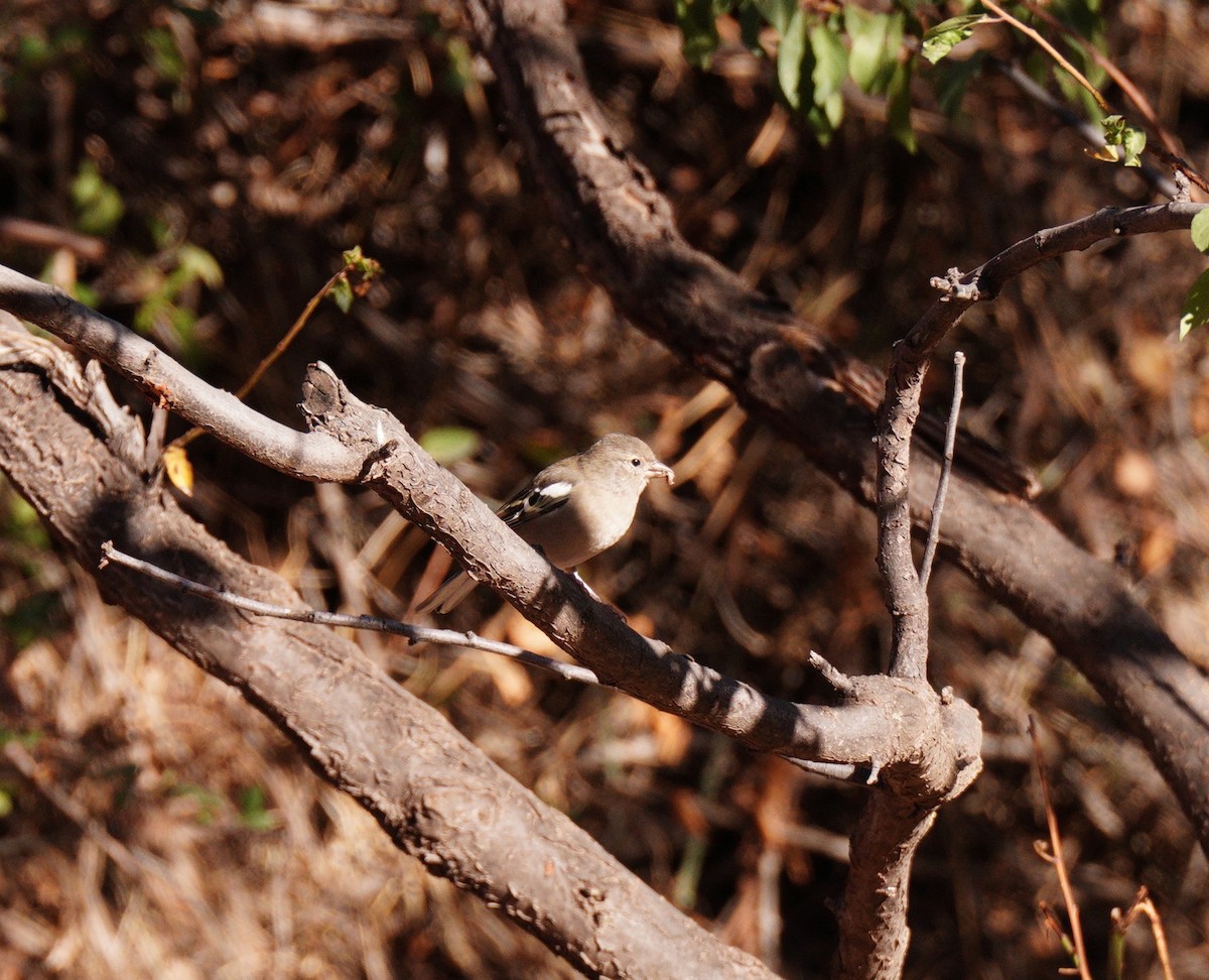 African Chaffinch - ML644581306