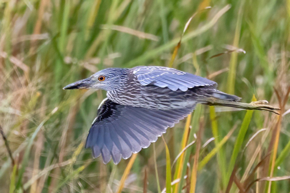 kvakoš žlutočelý - ML644581317