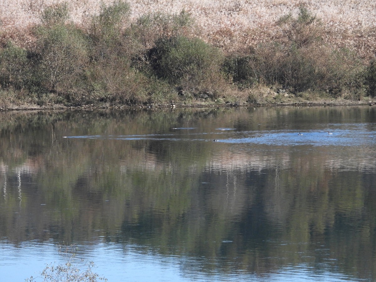 Scaly-sided Merganser - ML644581324