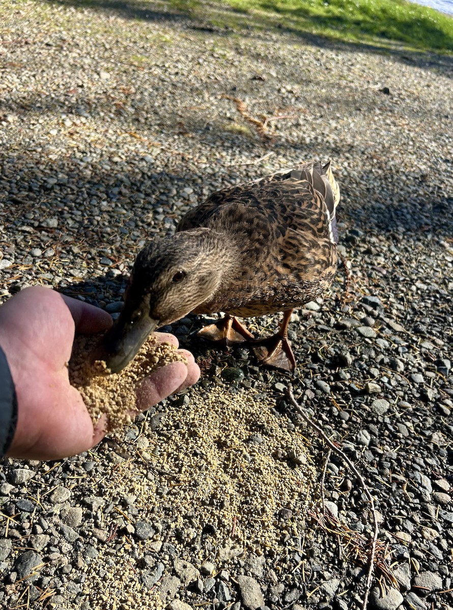 Тэжээмэл нугас - ML644581329