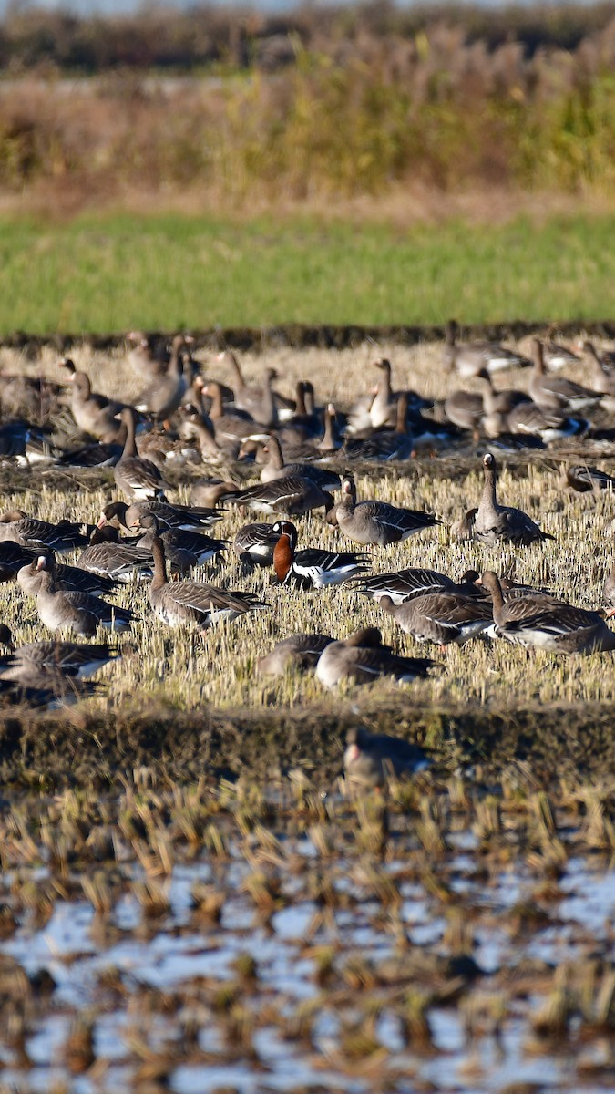 Red-breasted Goose - ML644581334