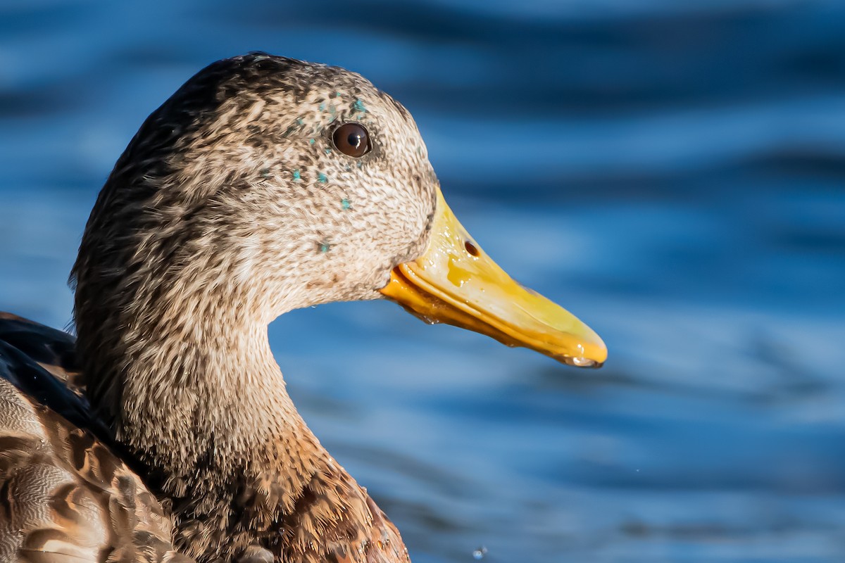 Зэрлэг нугас - ML644581336