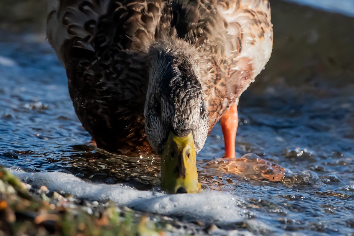 Зэрлэг нугас - ML644581339