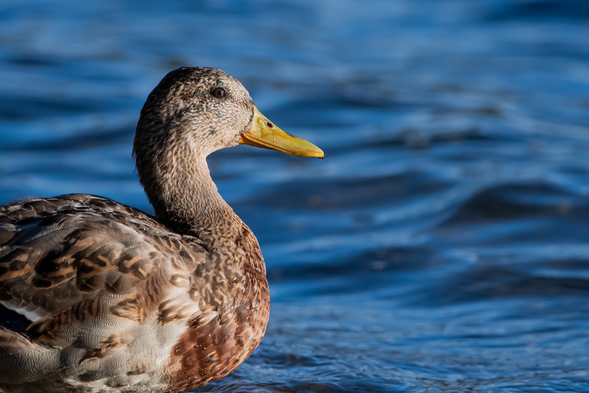 Зэрлэг нугас - ML644581340