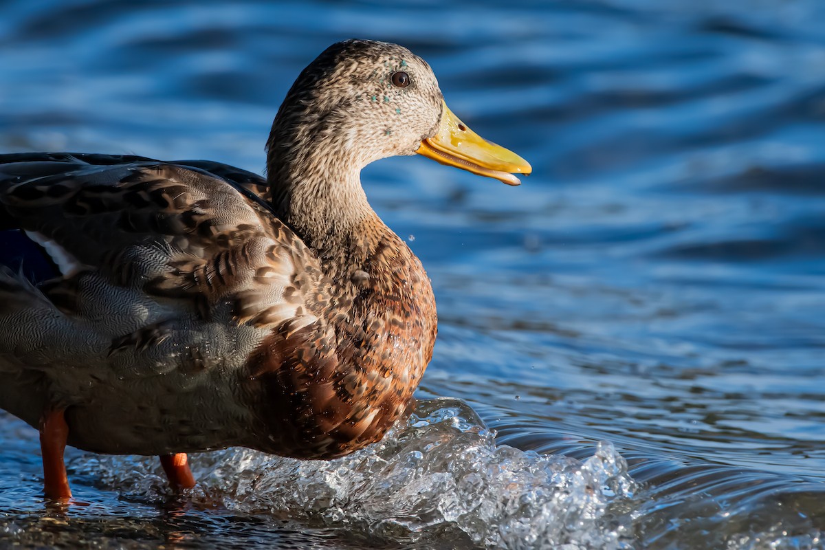 Зэрлэг нугас - ML644581341