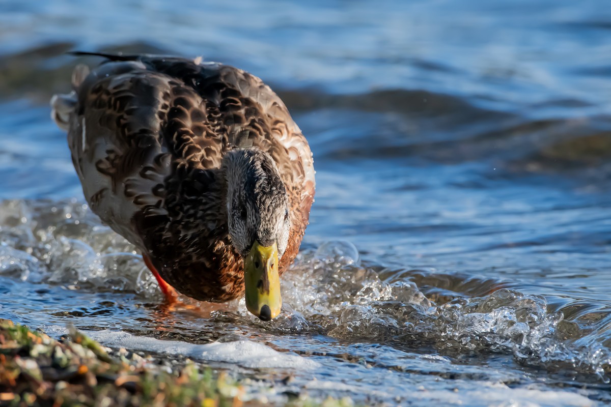 Зэрлэг нугас - ML644581342