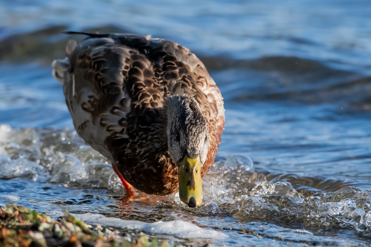 Зэрлэг нугас - ML644581343