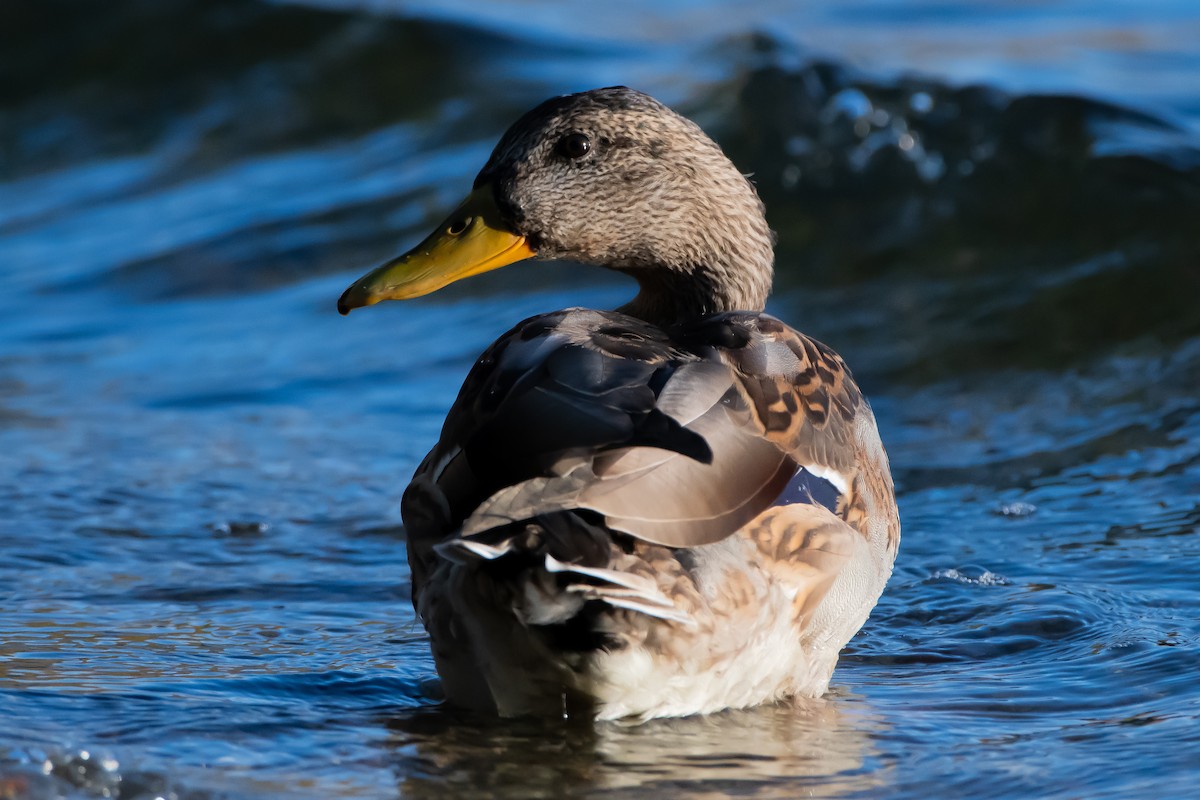 Mallard - ML644581344