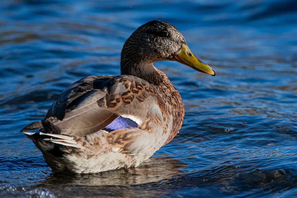 Зэрлэг нугас - ML644581345