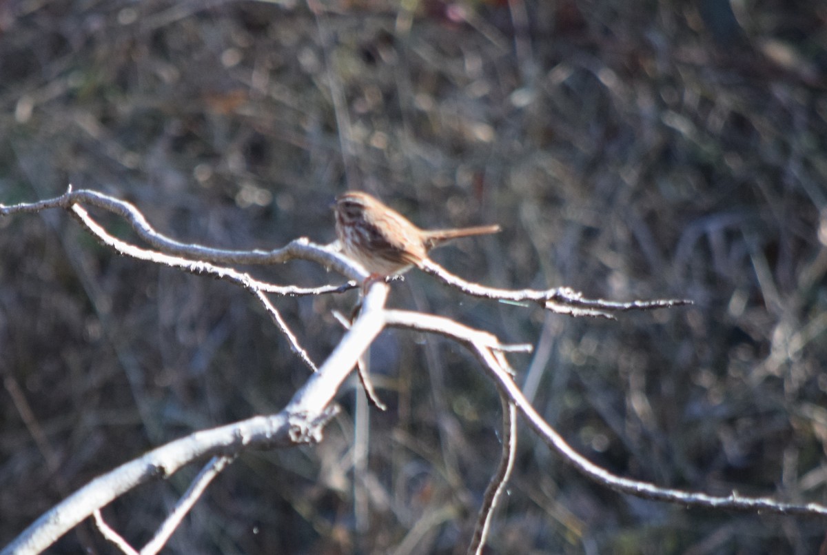 Ötücü Serçe - ML644581352