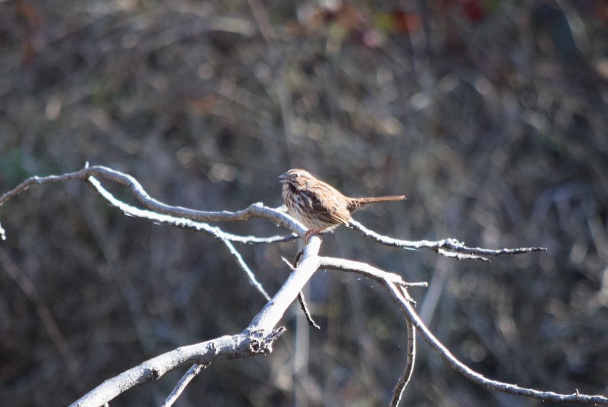 Ötücü Serçe - ML644581353