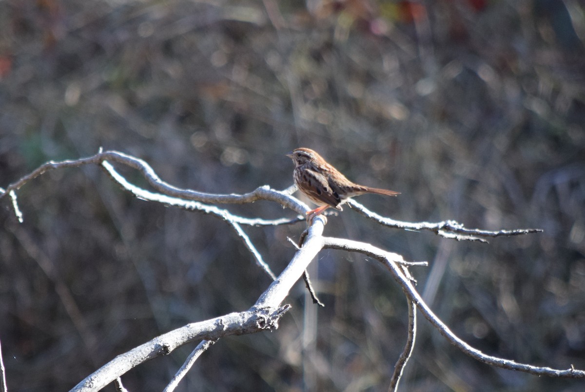 Ötücü Serçe - ML644581359