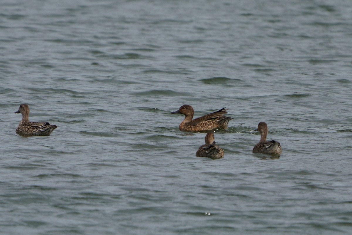 Green-winged Teal - ML644581361