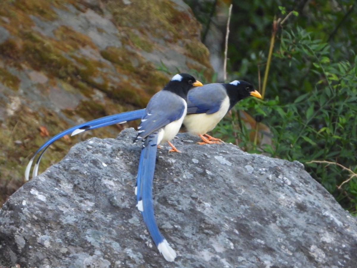 Кіта жовтодзьоба - ML644581366