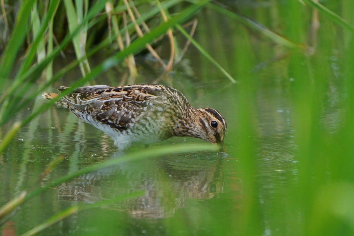 Agachadiza Común - ML644581372