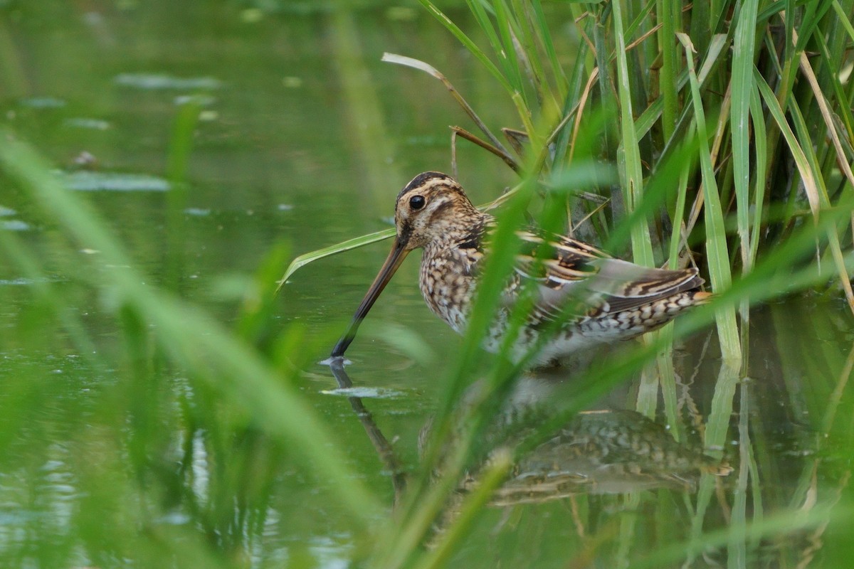 Agachadiza Común - ML644581373