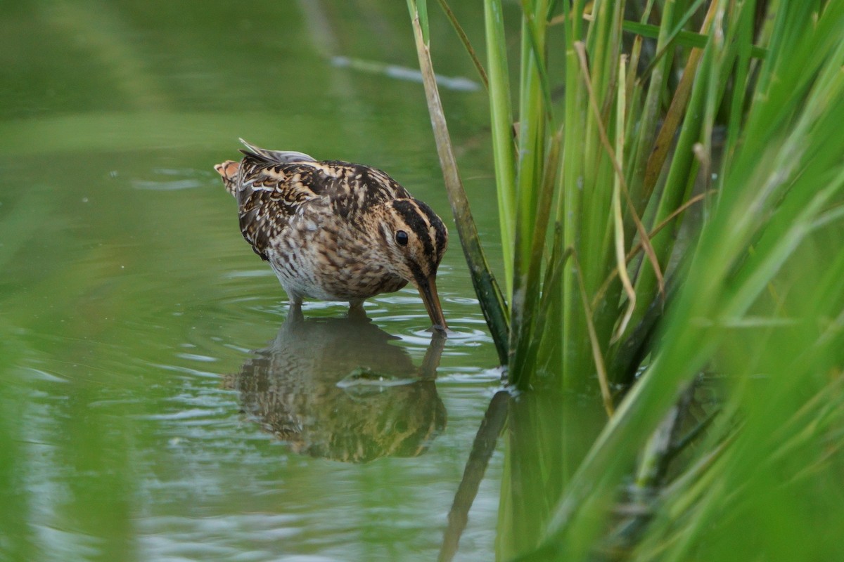 Agachadiza Común - ML644581374