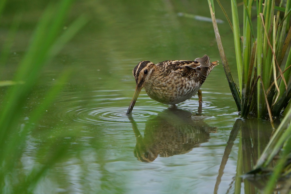 Agachadiza Común - ML644581376