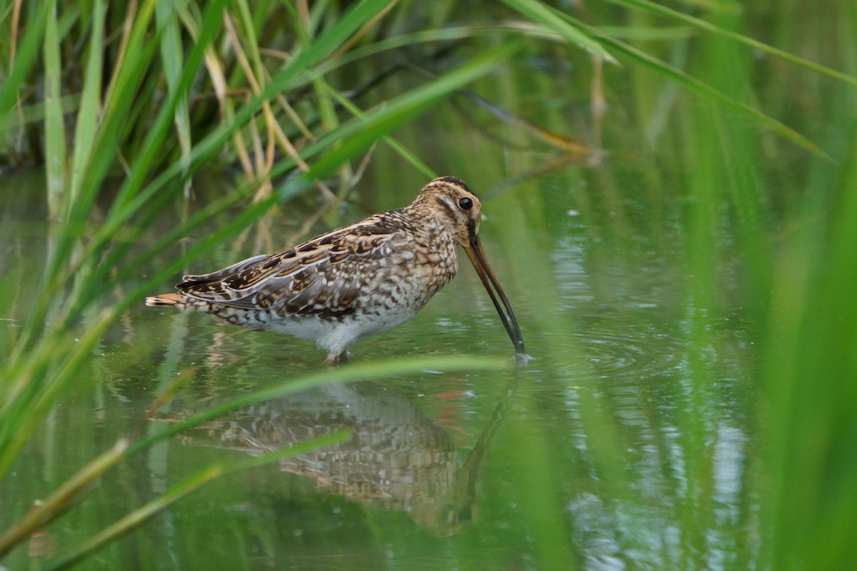 Agachadiza Común - ML644581377