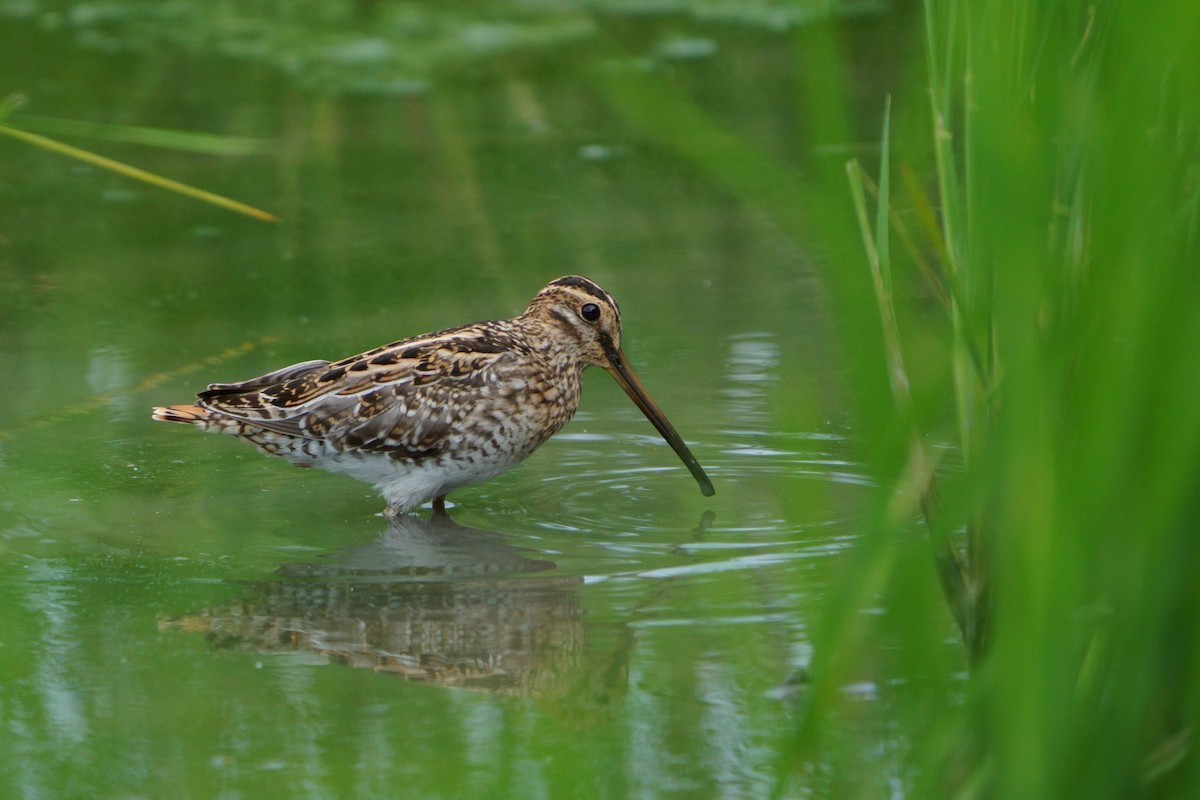 Agachadiza Común - ML644581378