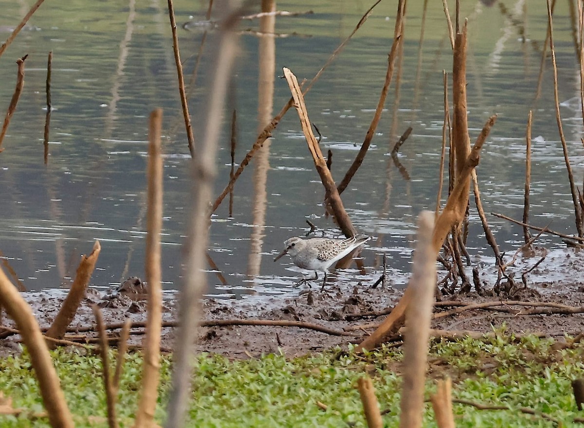 White-rumped Sandpiper - ML644581384