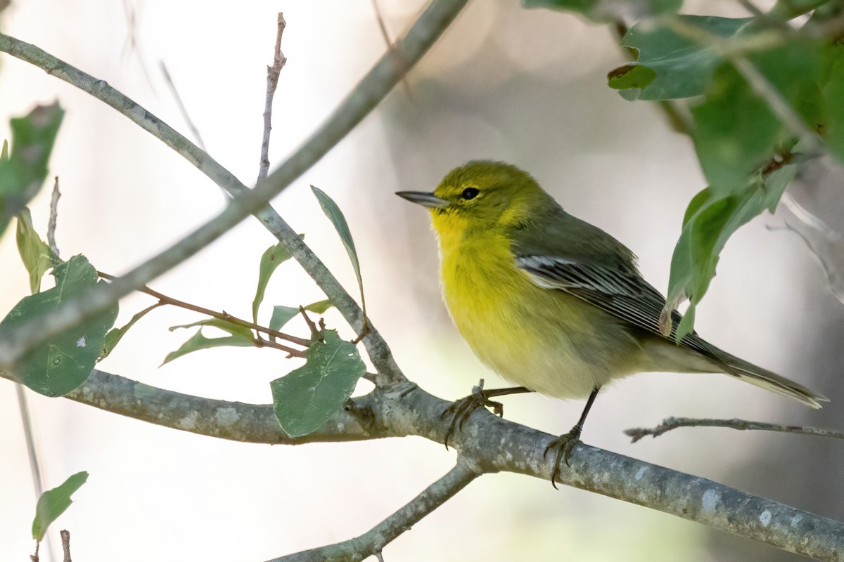 Pine Warbler - ML644581388