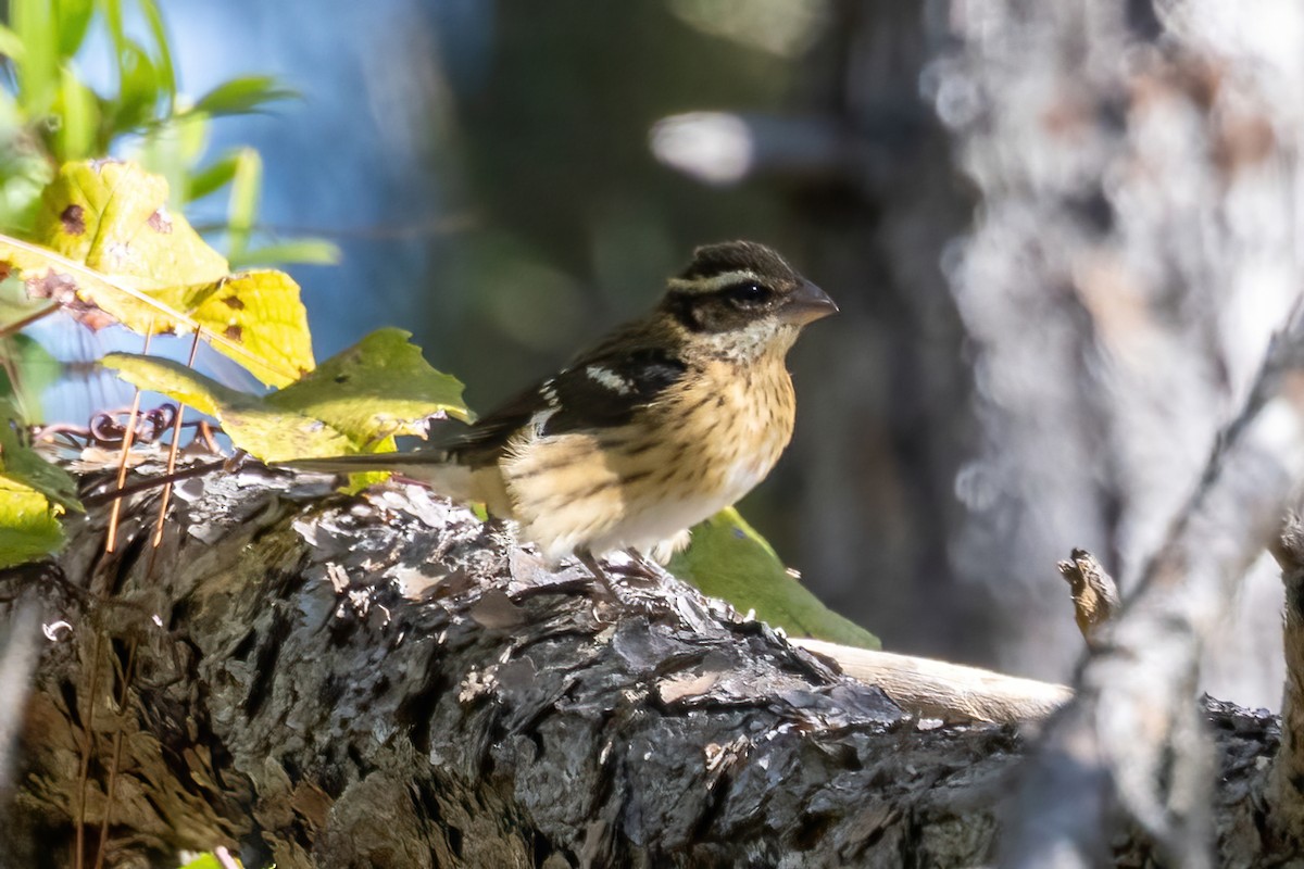 rosenbrysttykknebb - ML644581396