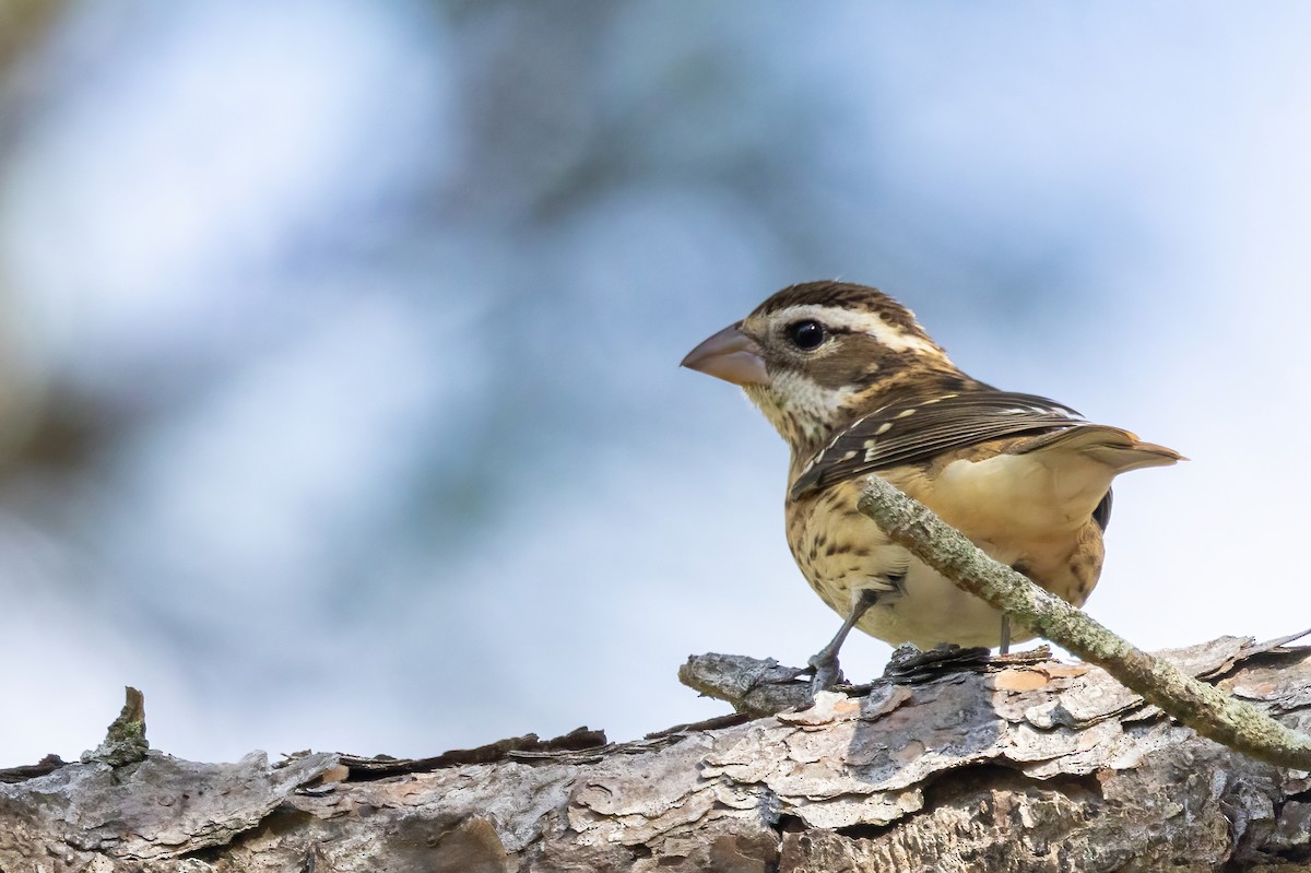 rosenbrysttykknebb - ML644581397