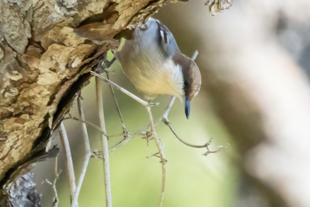 Sittelle à tête brune - ML644581411