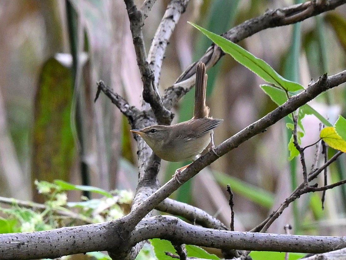 Manchurian Bush Warbler - ML644581412