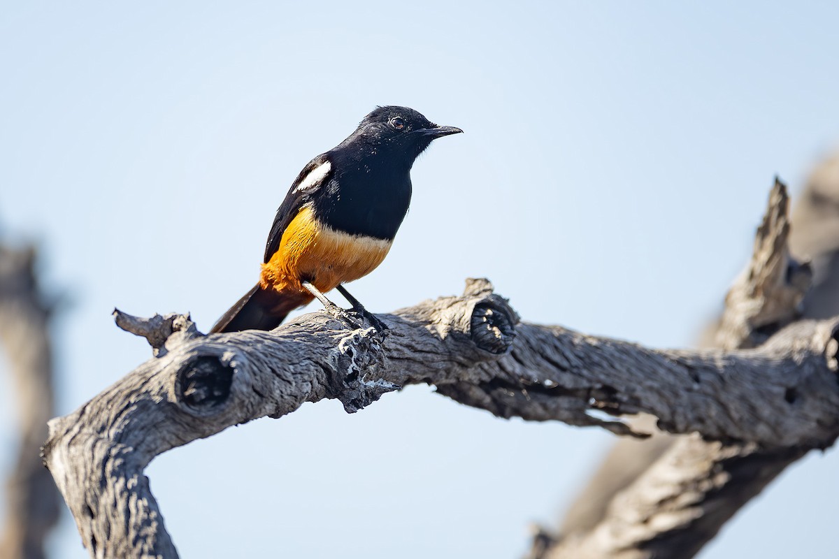 Mocking Cliff-Chat - ML644581428