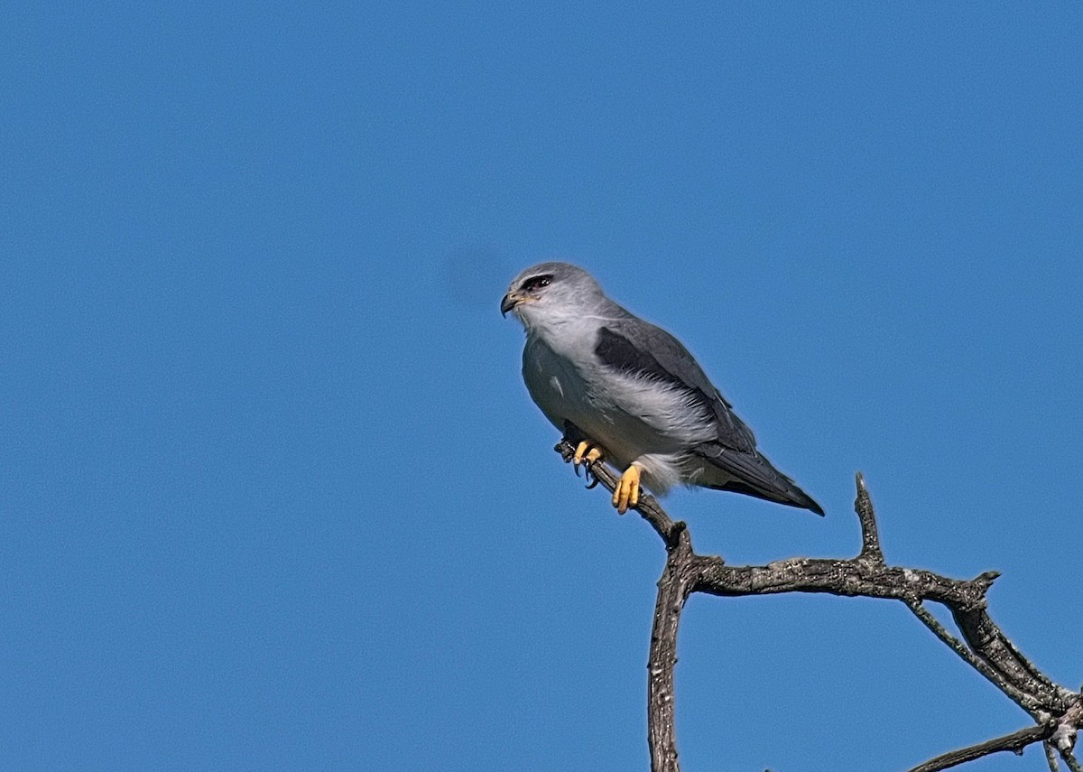 Nibbio bianco - ML644581437